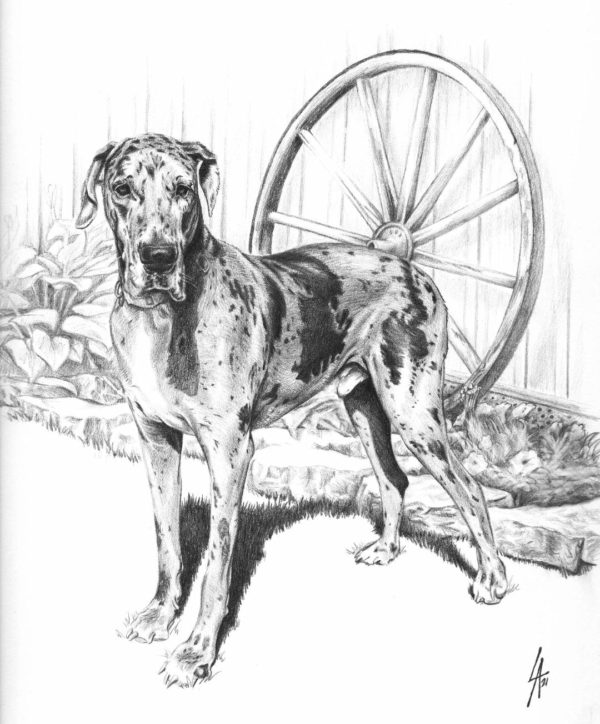 Pencil drawn pet portrait on illustration board of a Great Dane