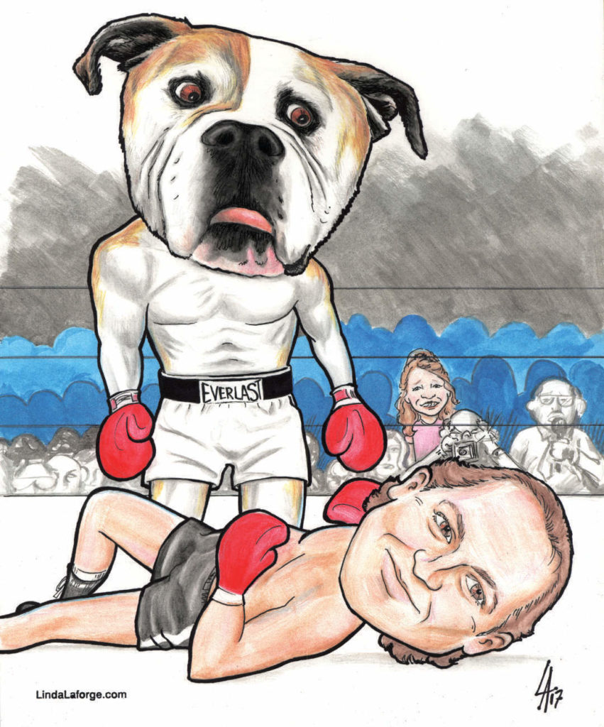 Man and his bulldog dog eating him upin the fighting ring colour caricature